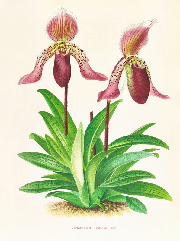 Cypripedium fraseri by Jean Jules Linden, 1885-1906 — digital art print download