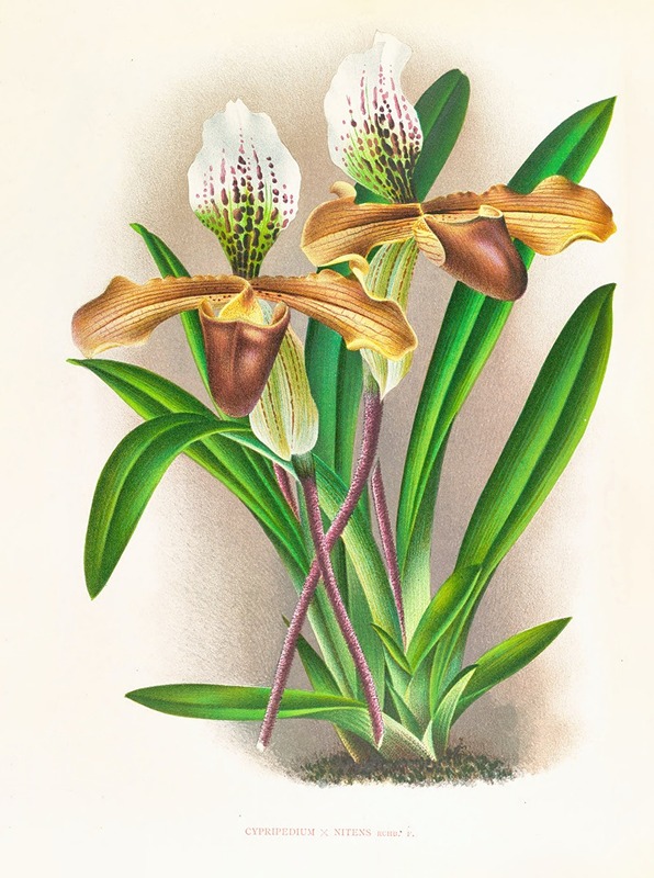 Cypripedium nitens by Jean Jules Linden, 1885-1906 — digital art print download