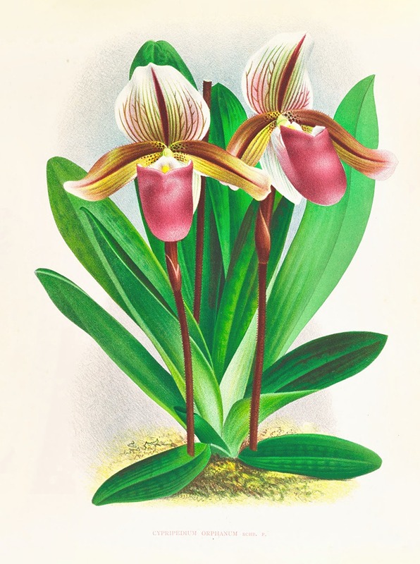 Cypripedium orphanum by Jean Jules Linden, 1885-1906 — digital art print download
