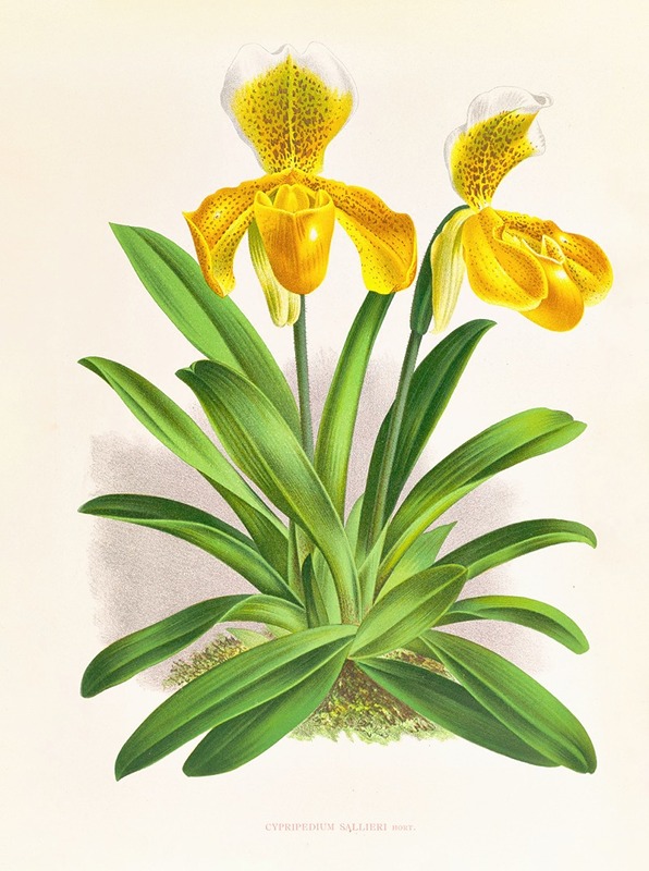Cypripedium sallieri by Jean Jules Linden, 1885-1906 — digital art print download