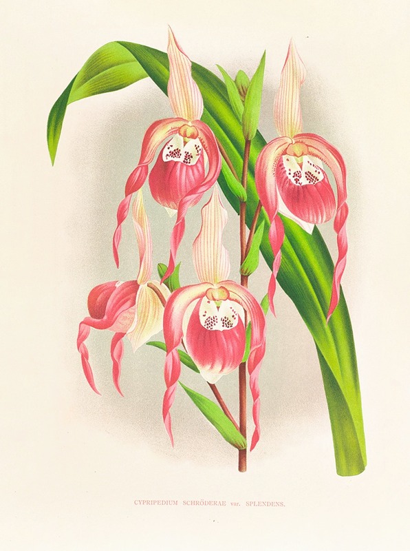 Cypripedium schroderae var splendens by Jean Jules Linden, 1885-1906 — digital art print download