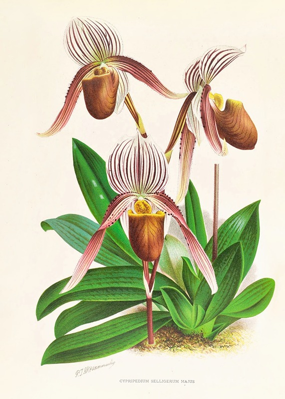 Cypripedium selligerum majus by Jean Jules Linden, 1885-1906 — digital art print download