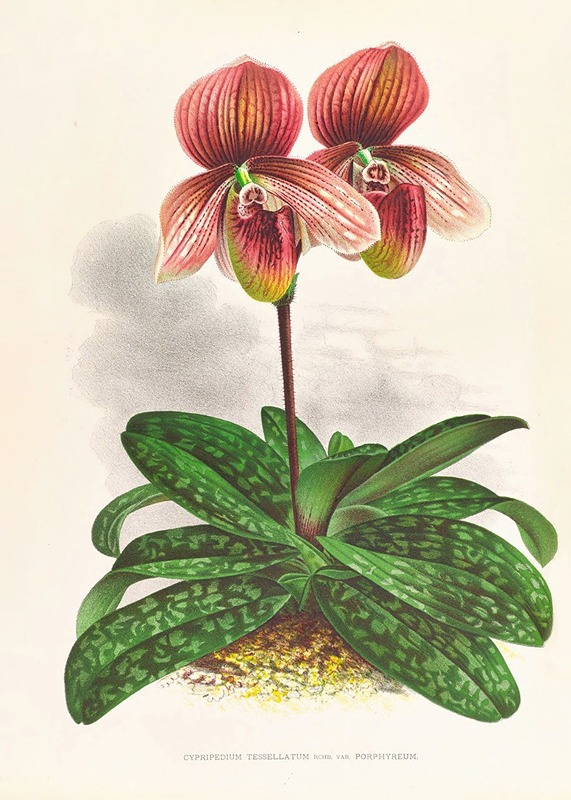 Cypripedium tessellatum by Jean Jules Linden, 1885-1906 — digital art print download