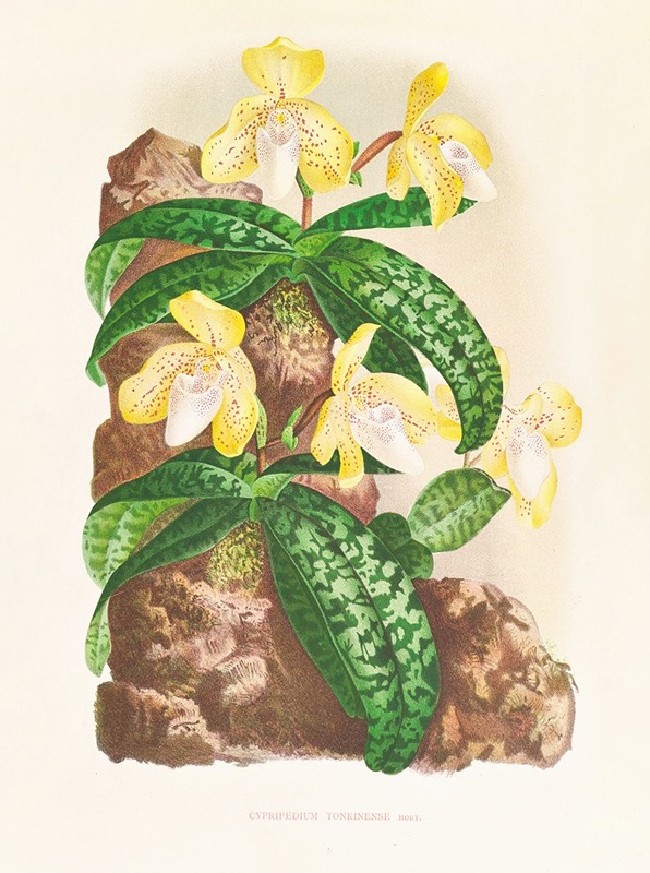 Cypripedium tonkinense by Jean Jules Linden, 1885-1906 — digital art print download