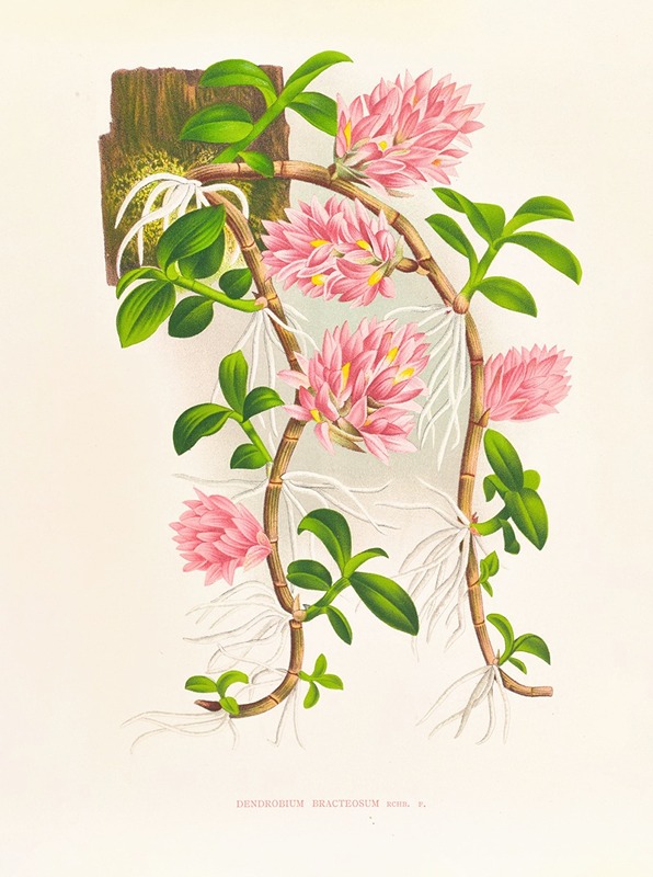 Dendrobium bracteosum by Jean Jules Linden, 1885-1906 — digital art print download