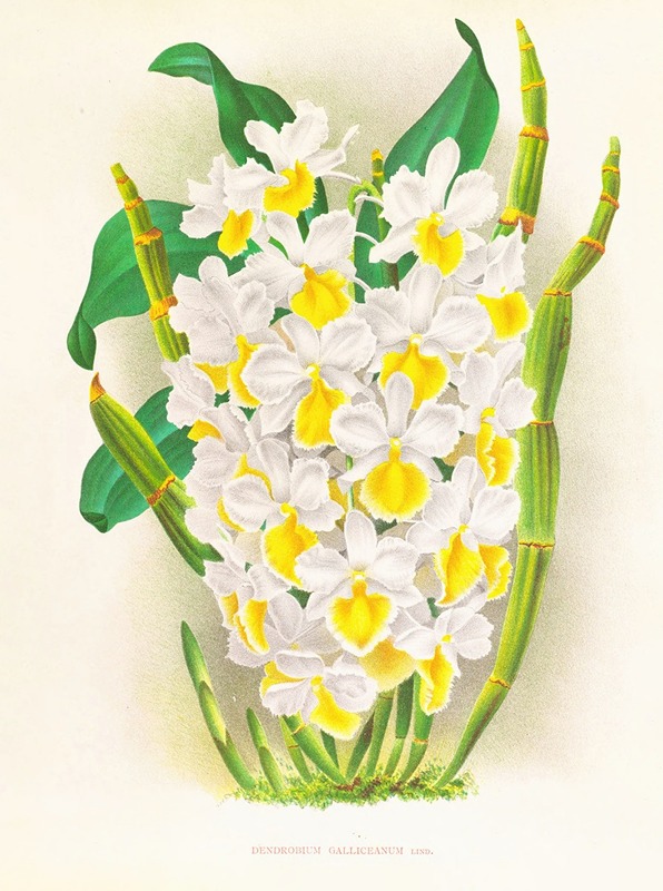 Dendrobium galliceanum by Jean Jules Linden, 1885-1906 — digital art print download
