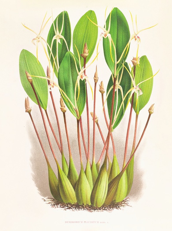 Dendrobium Inauditum by Jean Jules Linden, 1885-1906 — digital art print download