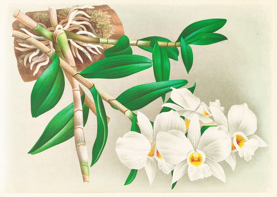 Dendrobium infundibulum by Jean Jules Linden, 1885-1906 — digital art print download
