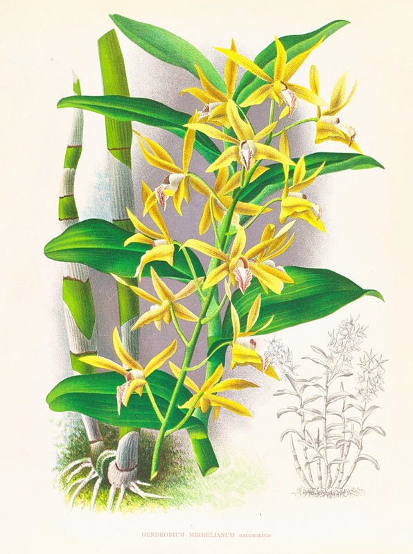 Dendrobium mirbelianum by Jean Jules Linden, 1885-1906 — digital art print download