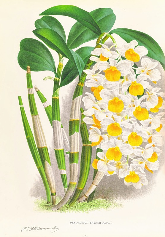 Dendrobium thyrsiflorum by Jean Jules Linden, 1885-1906 — digital art print download