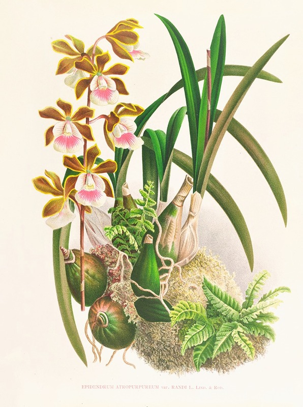 Epidendrum atropurpureum by Jean Jules Linden, 1885-1906 — digital art print download