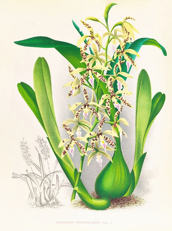Epidendrum prismatocarpum by Jean Jules Linden, 1885-1906 — digital art print download