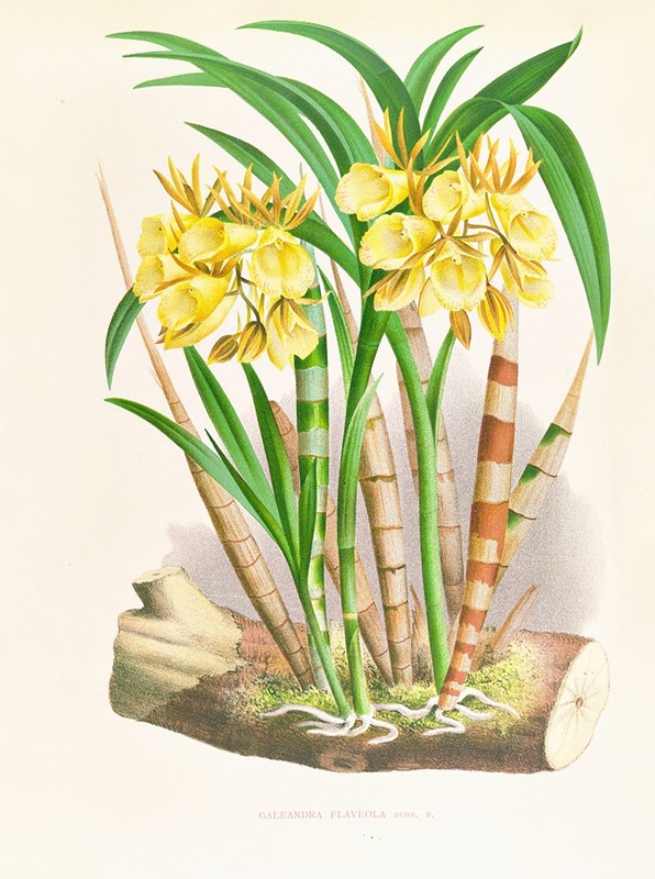 Galeandra flaveola by Jean Jules Linden, 1885-1906 — digital art print download
