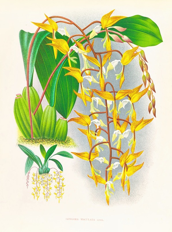 Gongora maculata by Jean Jules Linden, 1885-1906 — digital art print download