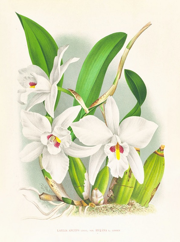 Laelia anceps var hyeana — Jean Jules Linden