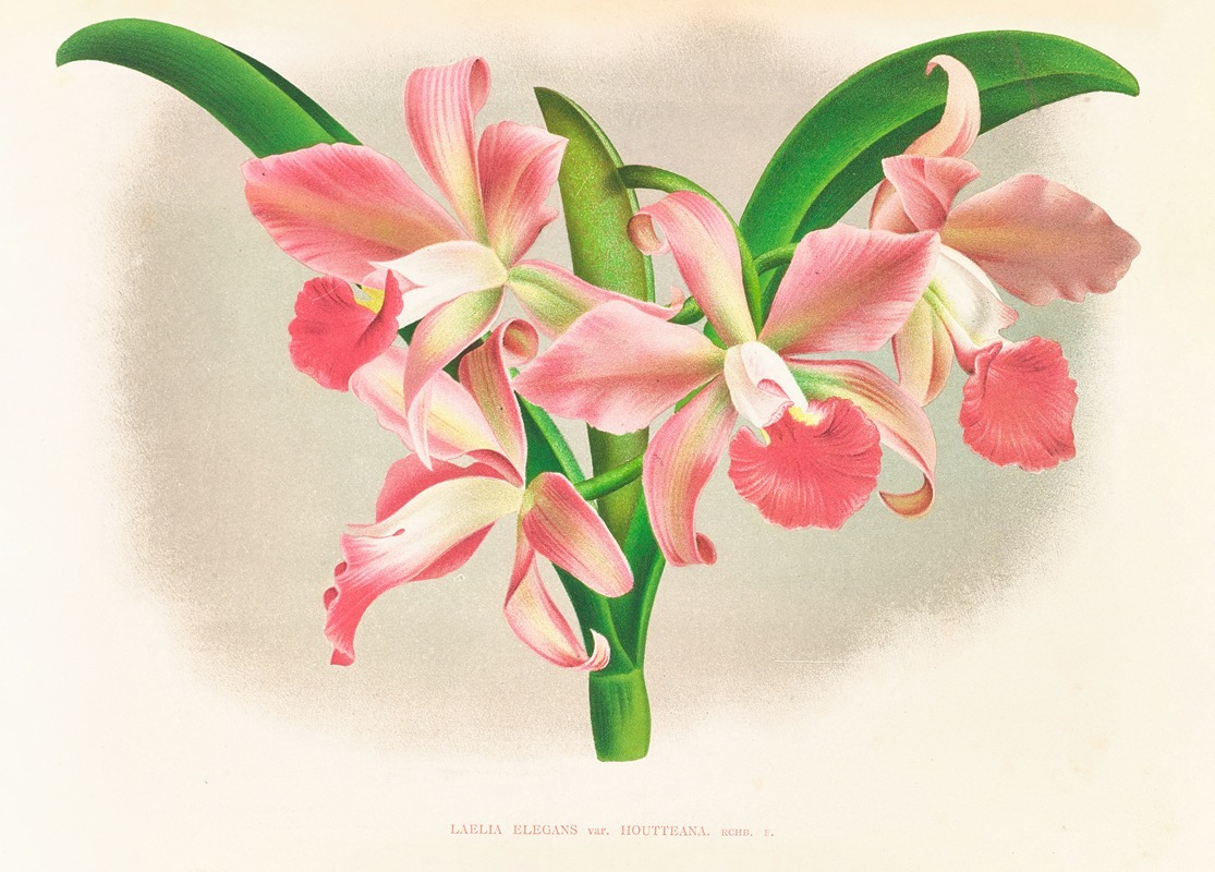 Laella elegans var houtteana by Jean Jules Linden, 1885-1906 — digital art print download