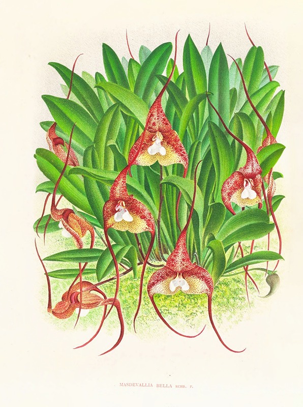 Masdevallia bella by Jean Jules Linden, 1885-1906 — digital art print download