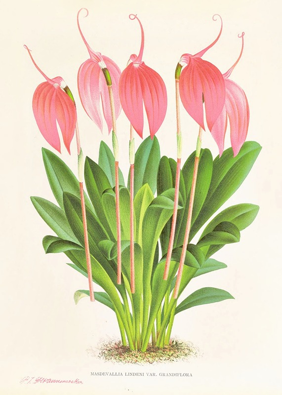 Masdevallia lindeni var grandiflora by Jean Jules Linden, 1885-1906 — digital art print download
