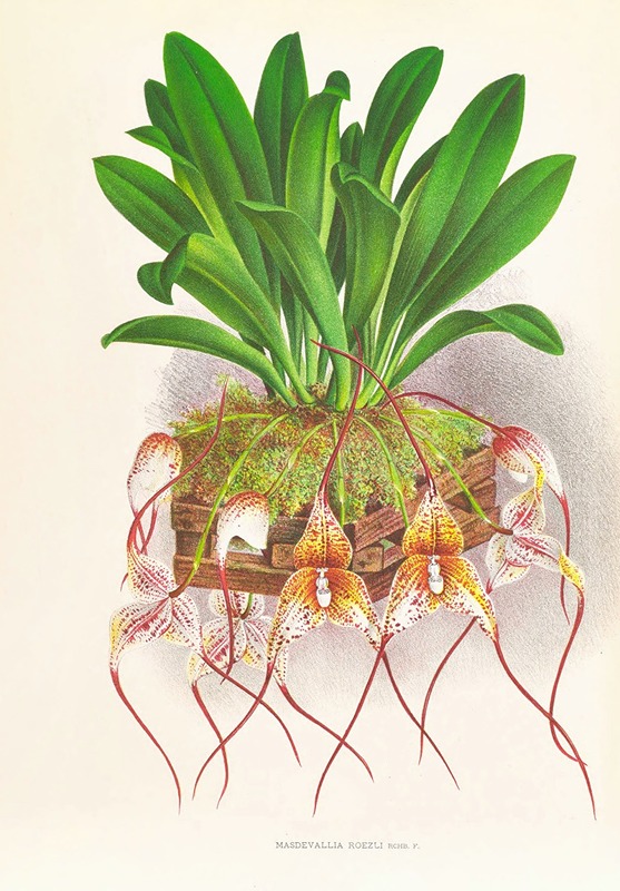 Masdevallia Roezli by Jean Jules Linden, 1885-1906 — digital art print download