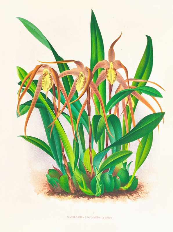 Maxillaria longisepala by Jean Jules Linden, 1885-1906 — digital art print download