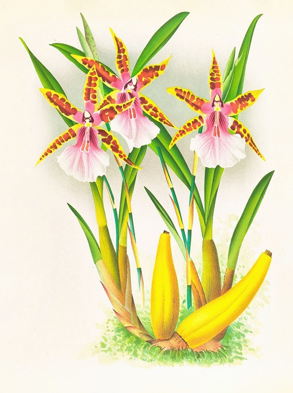 Miltonia blunti by Jean Jules Linden, 1885-1906 — digital art print download