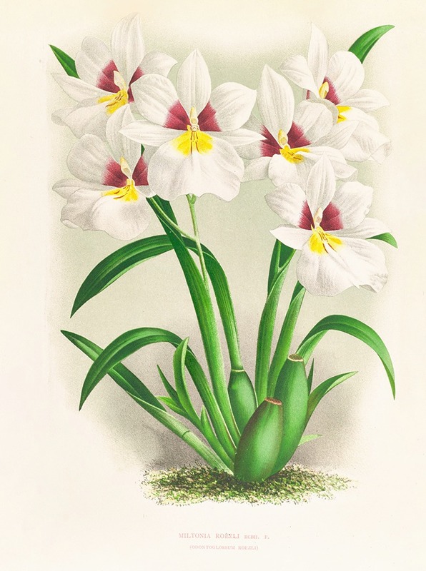 miltonia roezli by Jean Jules Linden, 1885-1906 — digital art print download