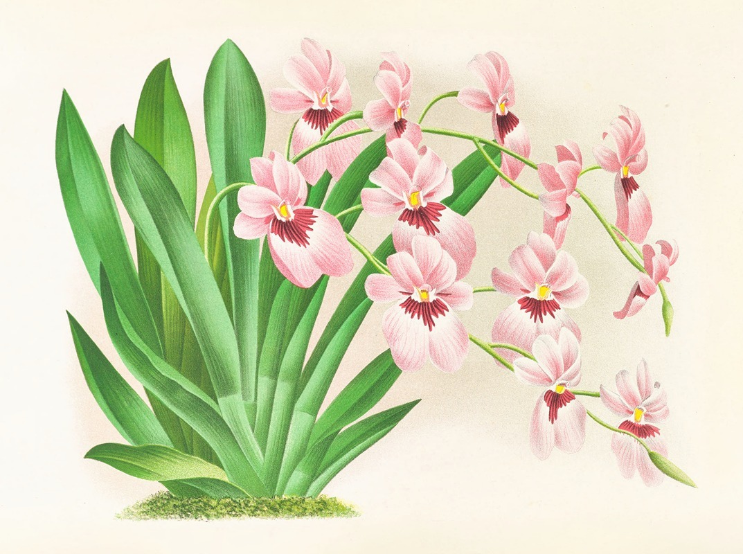 Miltonia vexillaria by Jean Jules Linden, 1885-1906 — digital art print download