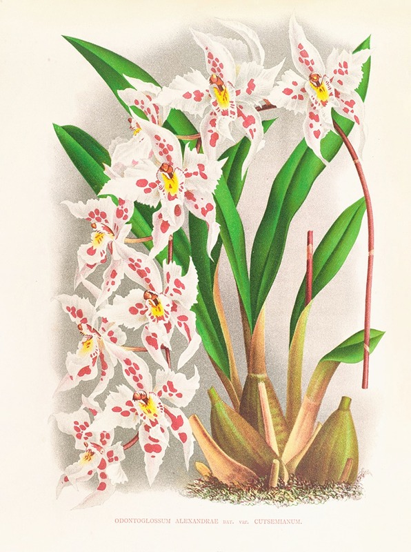Odontoglossum alexandrae var cutsemianum — Jean Jules Linden