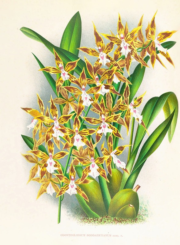 Odontoglossum boddaertianum by Jean Jules Linden, 1885-1906 — digital art print download