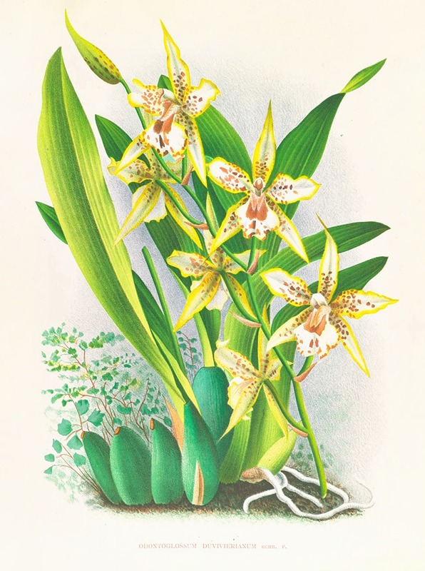 Odontoglossum duvivierianum — Jean Jules Linden