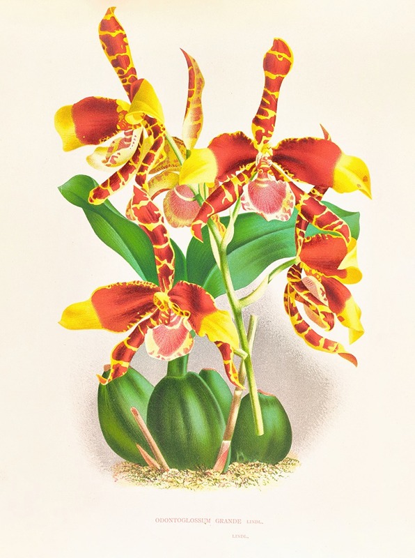 Odontoglossum grande — Jean Jules Linden