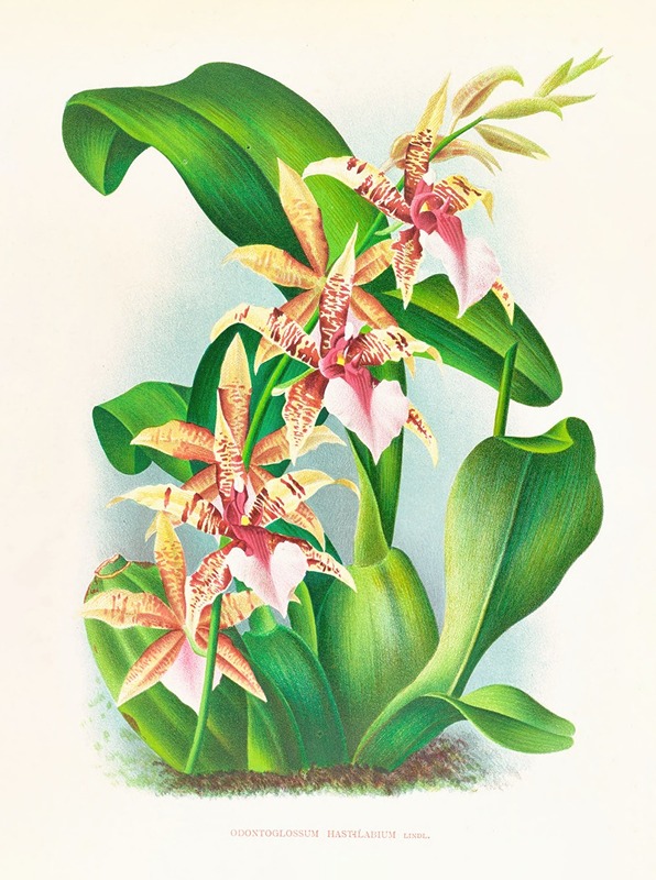 Odontoglossum Hastilabium — Jean Jules Linden