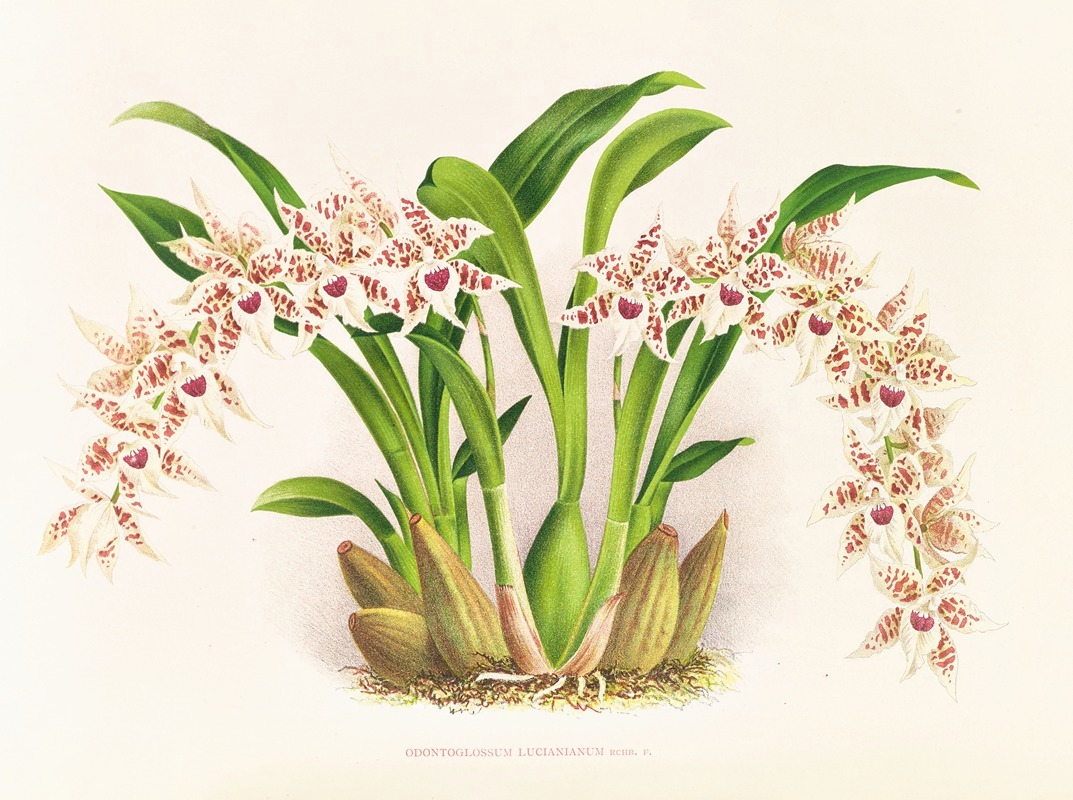 Odontoglossum lucianianum — Jean Jules Linden