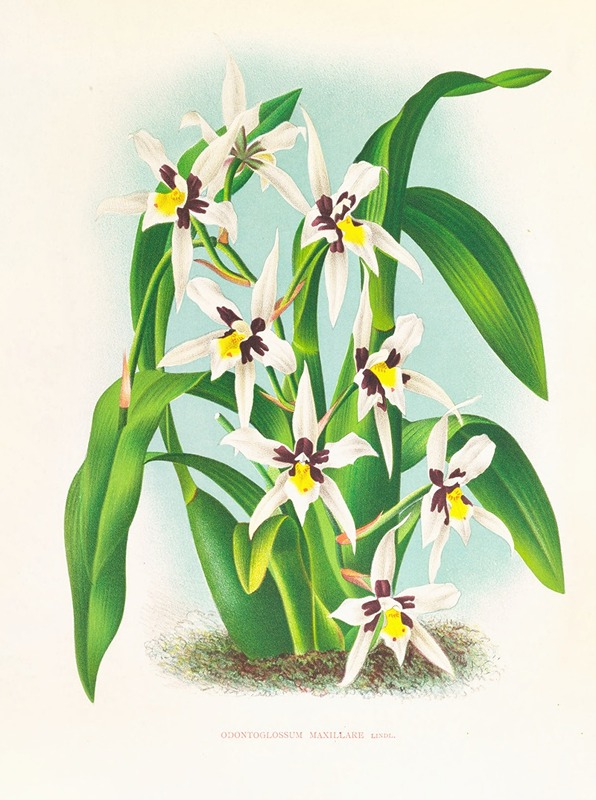 Odontoglossum maxillare by Jean Jules Linden, 1885-1906 — digital art print download