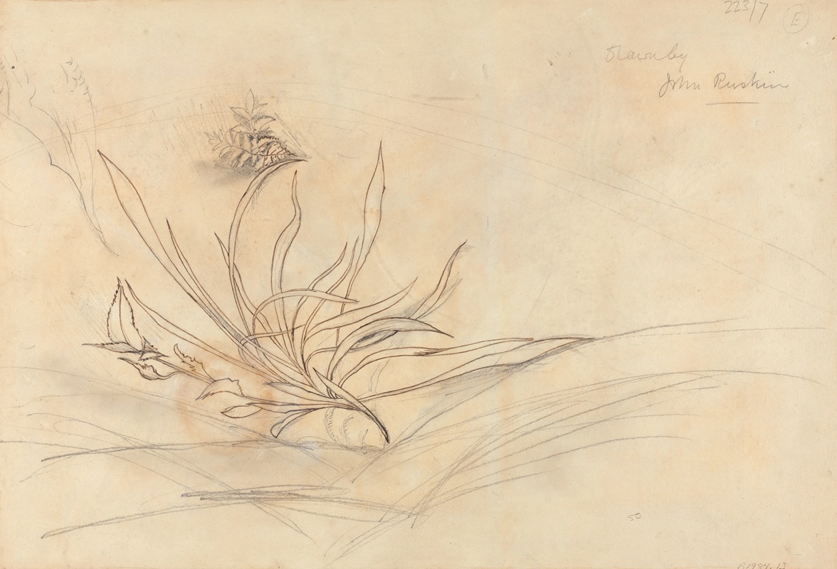 Sketch of Foliage — Джон Рескин