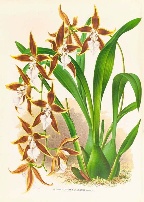 Odontoglossum nevadense by Jean Jules Linden, 1885-1906 — digital art print download