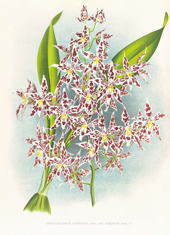Odontoglossum odoratum var striatum by Jean Jules Linden, 1885-1906 — digital art print download