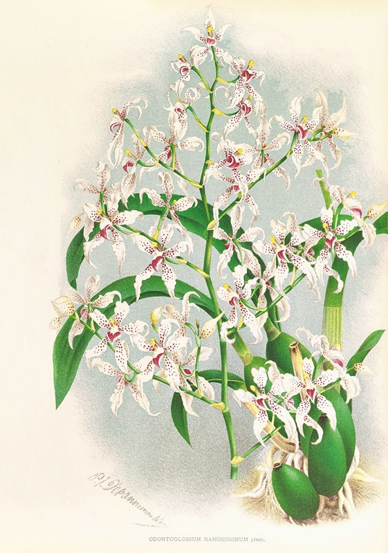 Odontoglossum ramosissimum by Jean Jules Linden, 1885-1906 — digital art print download