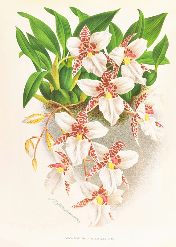 Odontoglossum rubescens by Jean Jules Linden, 1885-1906 — digital art print download