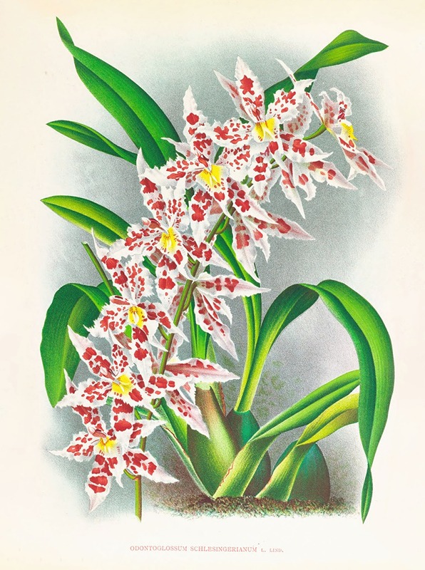 Odontoglossum schlesingerianum — Jean Jules Linden