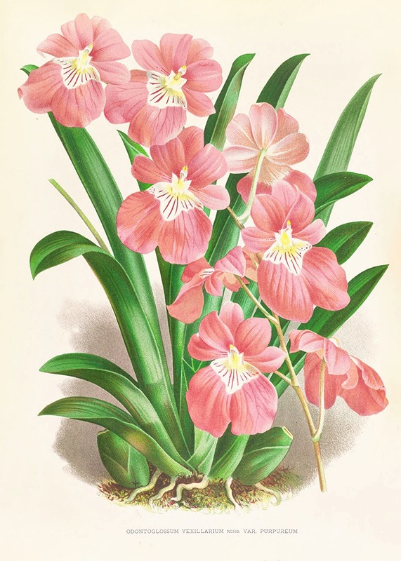 Odontoglossum Vexillarium — Jean Jules Linden