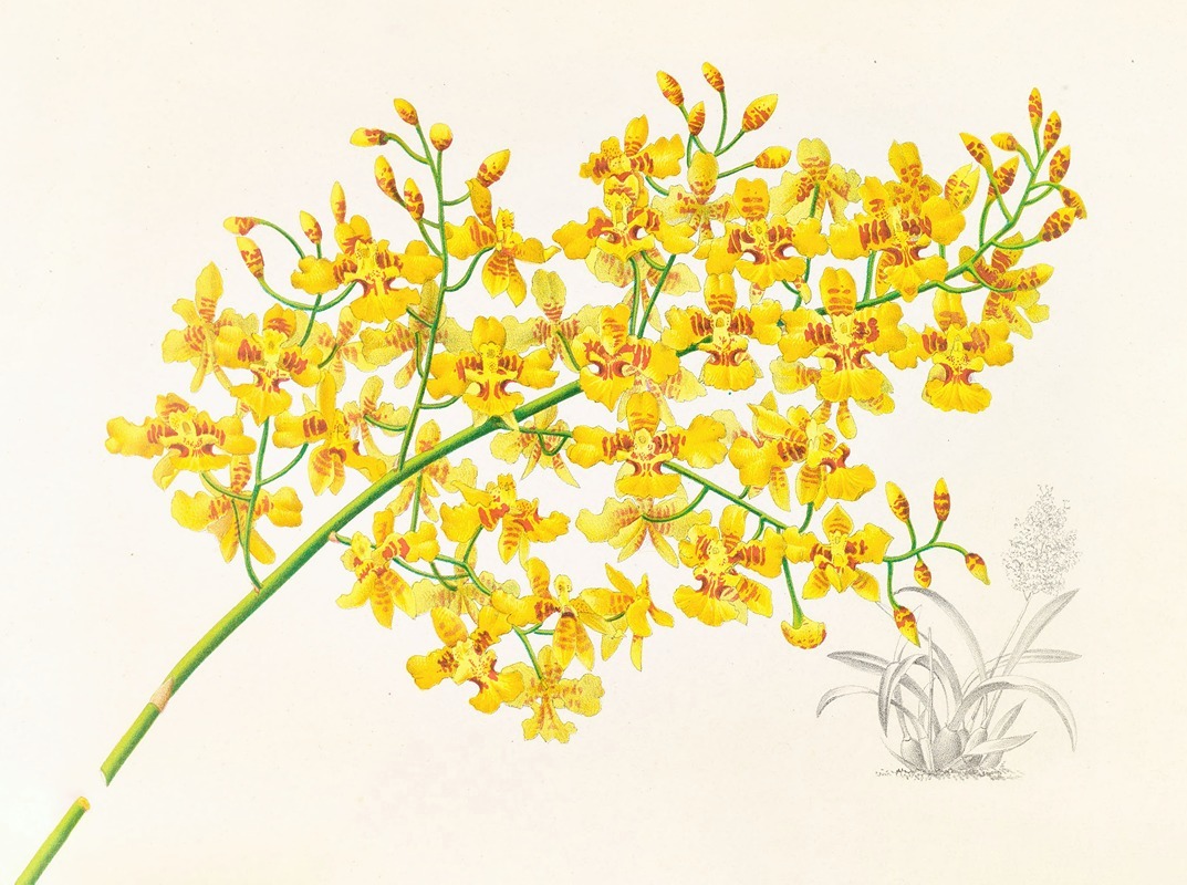 Oncidium aurosum by Jean Jules Linden, 1885-1906 — digital art print download
