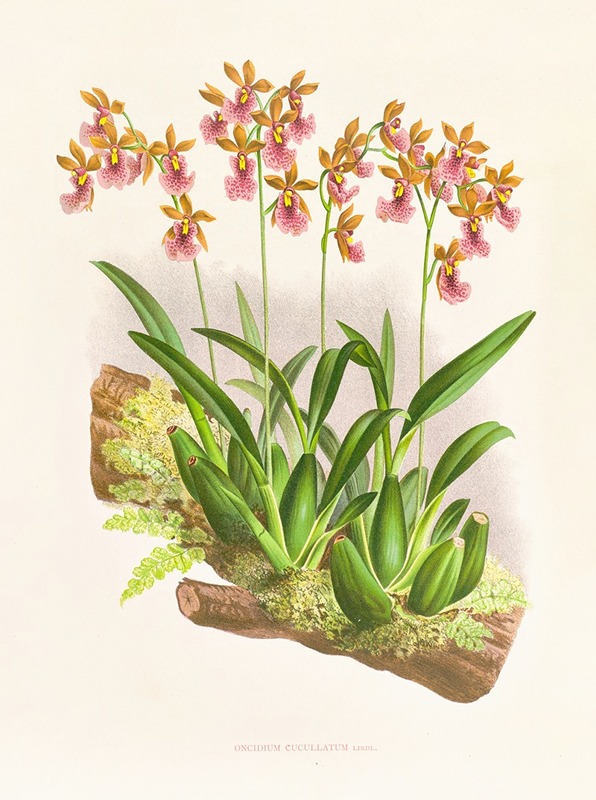 Oncidium cucullatum by Jean Jules Linden, 1885-1906 — digital art print download