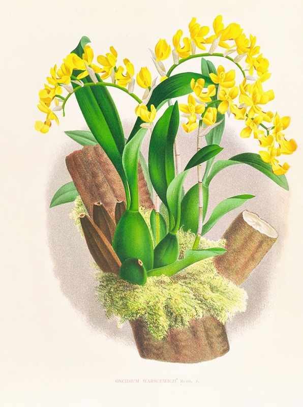 Oncidium warscewiczi by Jean Jules Linden, 1885-1906 — digital art print download