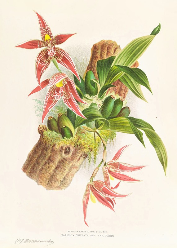 Paphinia Randi, Paphinia Cristata by Jean Jules Linden, 1885-1906 — digital art print download
