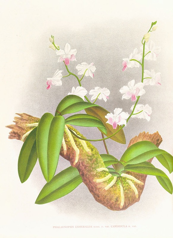Phalaenopsis esmeralda var candidula by Jean Jules Linden, 1885-1906 — digital art print download