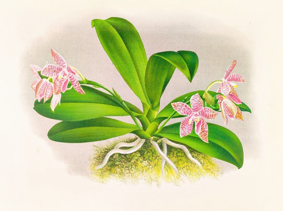 Phalaenopsis luddemanniana by Jean Jules Linden, 1885-1906 — digital art print download