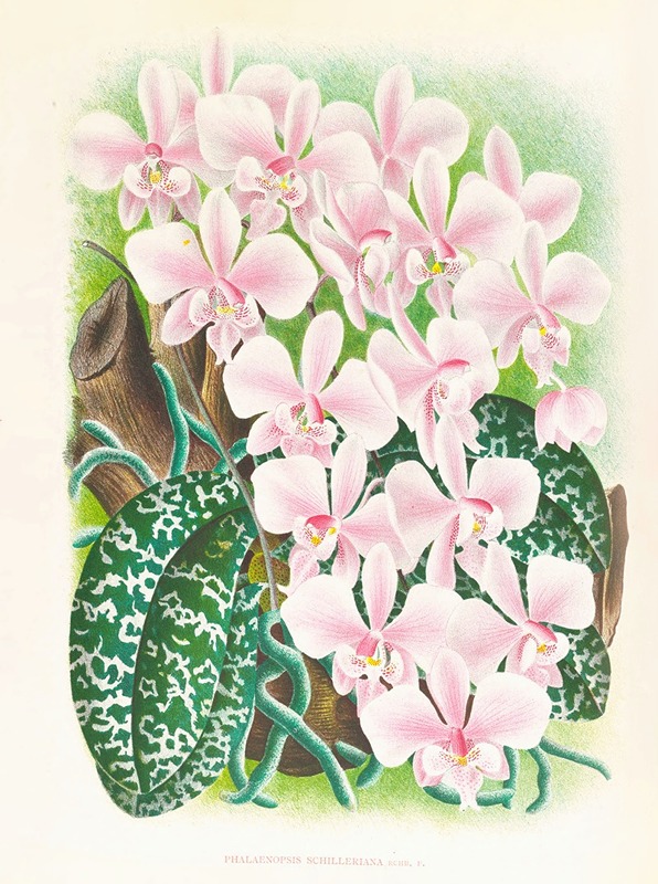 Phalaenopsis schilleriana by Jean Jules Linden, 1885-1906 — digital art print download