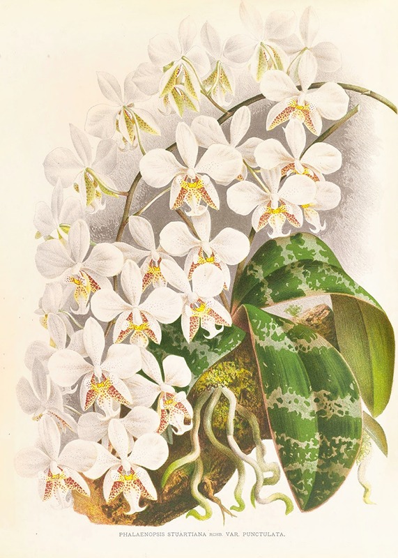 Phalaenopsis Stuartiana by Jean Jules Linden, 1885-1906 — digital art print download