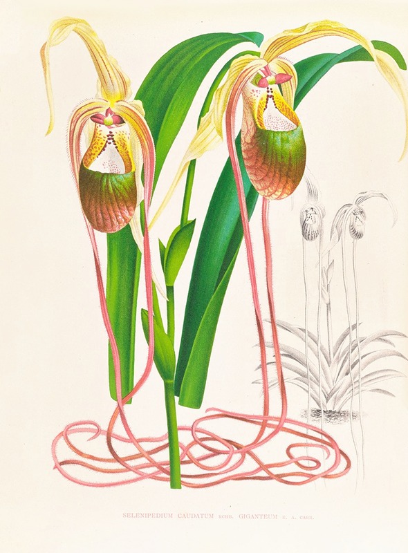 Selenipedium caudatum by Jean Jules Linden, 1885-1906 — digital art print download